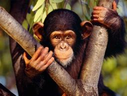 قرد شامبنزي