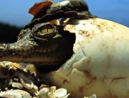 النمل الأحمر يفترس التماسيح