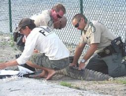 طول التمساح 9 أقدام و3 إنشات