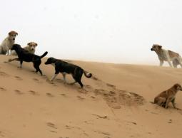 كلاب في جنوب قطاع غزة (الأرشيف)