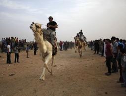 سباق الهجن (أرشيف)