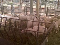 img00205-20110402-0937 (1)