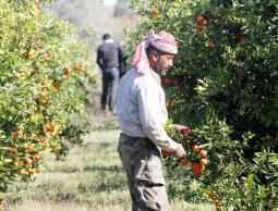 جني البرتقال في غزة (الأرشيف)