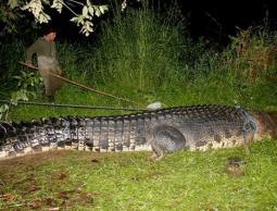 صورة من الارشيف