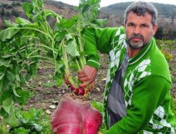 المزارع التركي يحمل الفجلة