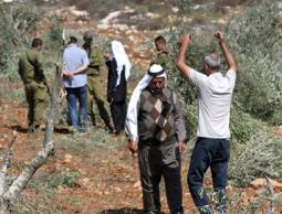 مستوطنون يقتلعون أشتال زيتون 