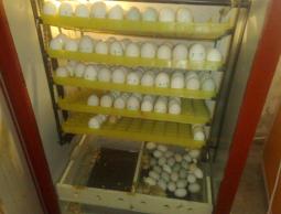 فقاسة بيض (الأرشيف)