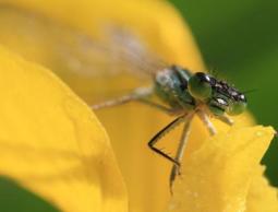 حشرة الرعاش