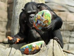 الحراس نجحوا في إعادة القردة إلى منطقة مغلقة بعد ساعة من مغادرتها محبسها