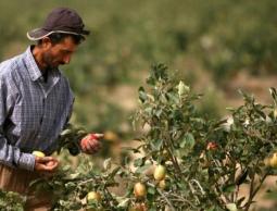 هذه الصورة تعبيرية ولا تدل على مزورعات مسمومة 