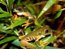 ضفادع تلد في اندونيسيا (أرشيف)