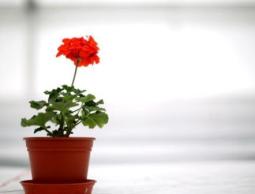 صورة من "الأرشيف"