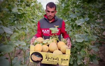 موسم جني ثمار فاكهة الشمام في مزارع خان يونس جنوب قطاع غزة
