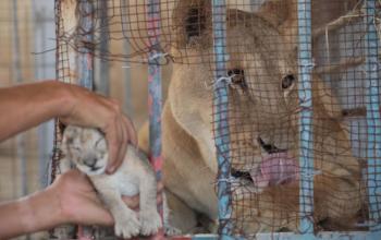 بعد عشرة سنوات وفقدان 80 شبل.. محاولات للحفاظ على ثلاثة مواليد جدد لأنثى الأسد في حديقة نماء