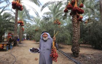 بدء حصاد البلح في دير البلح وسط قطاع غزة