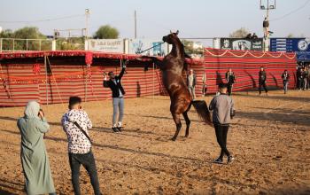 حفل يستعرض جمال الخيول في مدينة غزة في الذكرى الـ 18 لاستشهاد الرئيس الفلسطيني الراحل ياسر عرفات