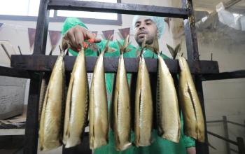 صناعة الرنجة تنشط في غزة قبيل قدوم عيد الفطر.