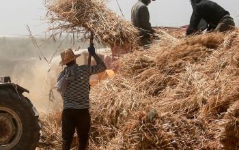 مزارعون فلسطينيون يحصدون القمح شرق مدينة غزة