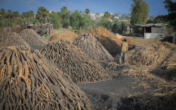 فلسطينيون يعملون في تحويل الأخشاب إلى فحم في غزة