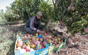 مزارعون فلسطينيون يقطفون المانجو خلال موسم حصادها في مدينة غزة