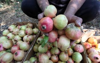 "الرمان" في غزة.. زراعة سهلة وإنتاج وفير