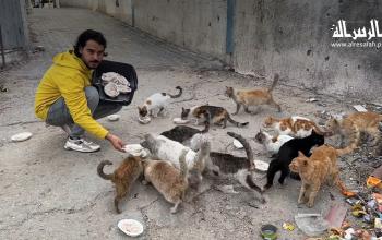 رحمة وسط الدمار.. فضل نبهان يطعم الحيوانات الضالة في مخيم النصيرات