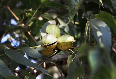 271122_GAZA_AA_00 (26).jpg