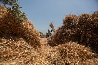 200523_GAZA_MD_00 (14).jpg