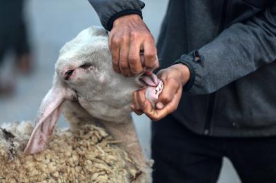 230623_GAZA_ZU_00 (5).jpg