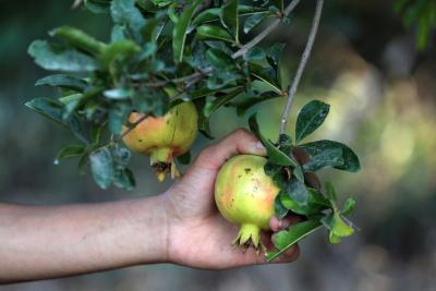 030923_GAZA_OSH_00 (16).jpg