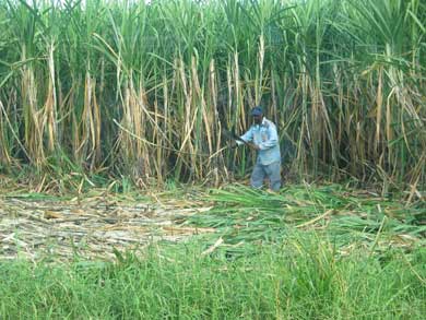 ارتفاع اسعار السكر 