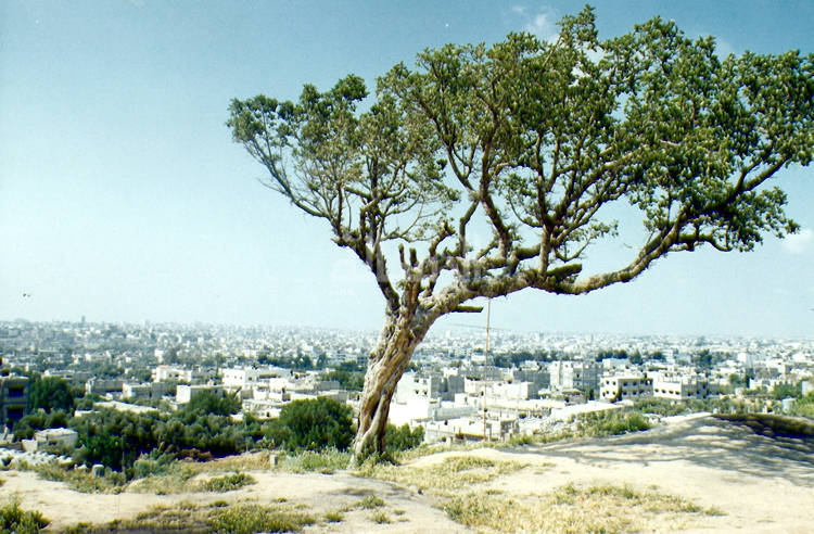 منظر عام لمدينة غزة 