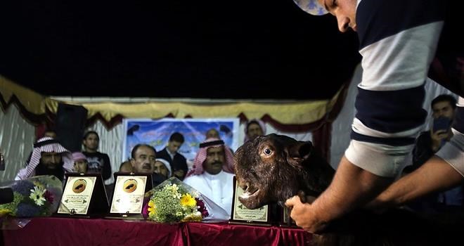 مسابقة أجمل الماعز