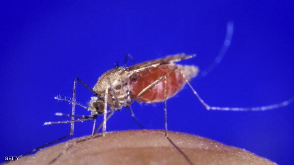 بعوضة أنوفليس غامبياي الناقل الرئيسي لطفيل الملاريا