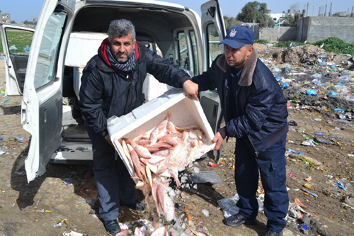  البحرية تضبط كمية من السمك الفاسد بغزة