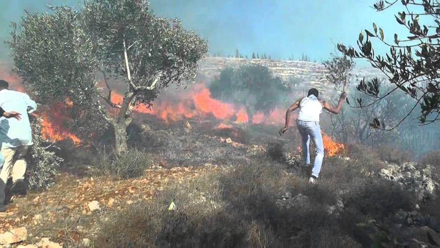 جنين: حرائق تلتهم 50 شجرة زيتون