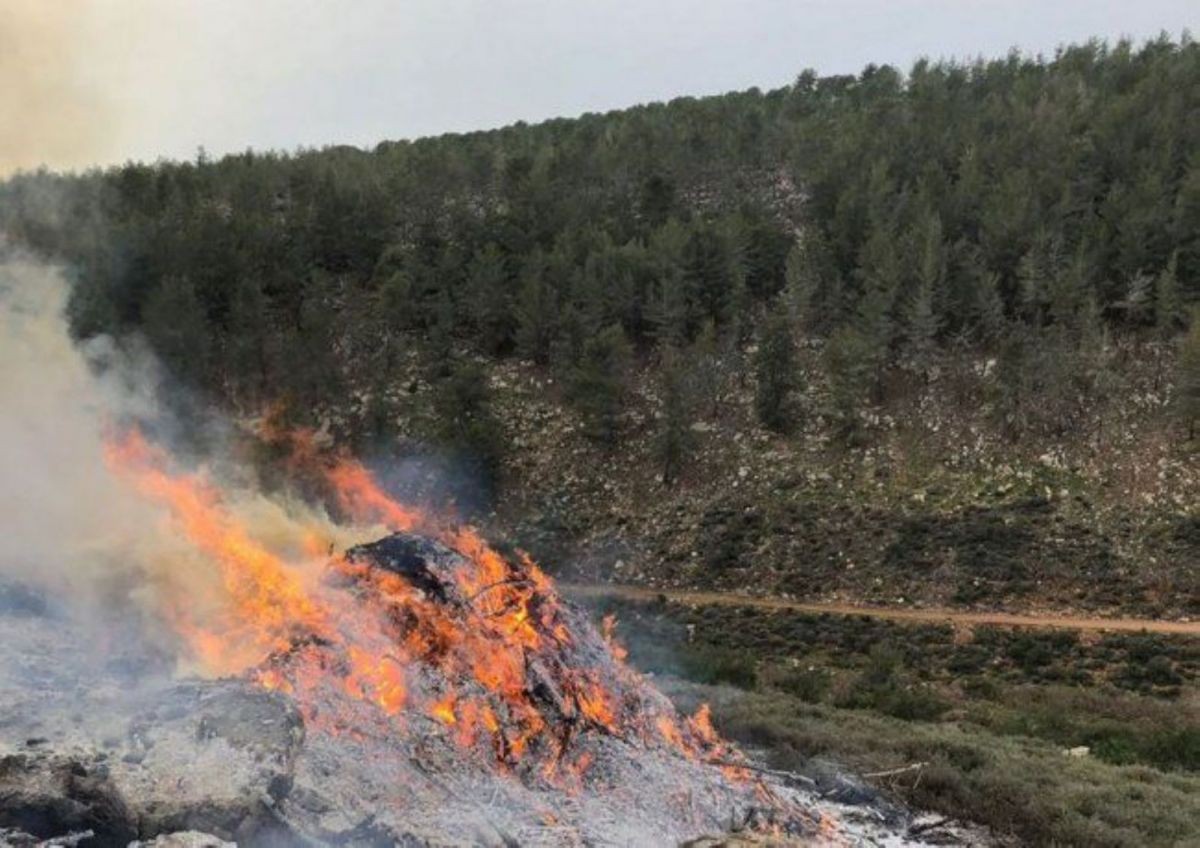 احتراق 150 شجرة زيتون غرب جنين