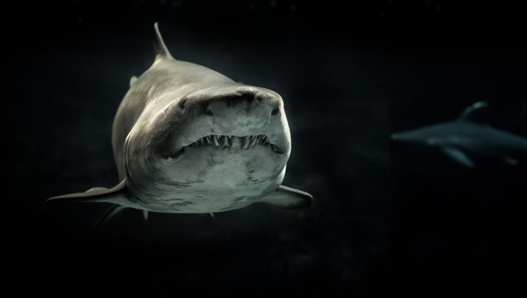 تقرير جديد يحذر: أكثر من 700 منطقة بحرية ميتة في العالم