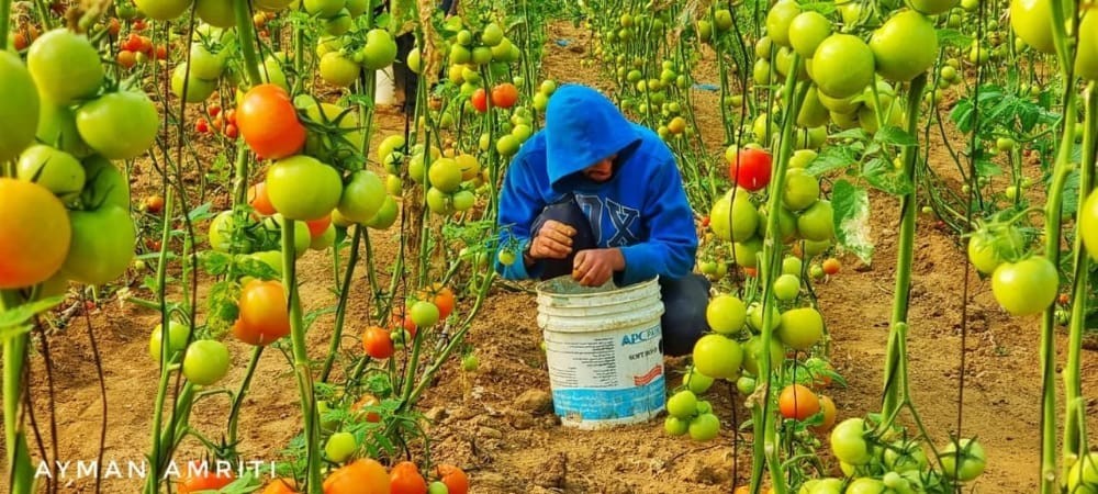 قطف البندورة