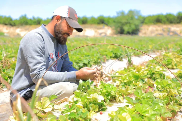 مبادرة يوسف وعمرو.. محاولة لإعادة الحياة الزراعية إلى شمال غزة