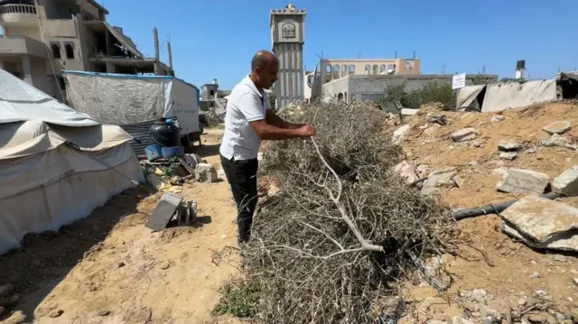 أشجار الزيتون في غزة