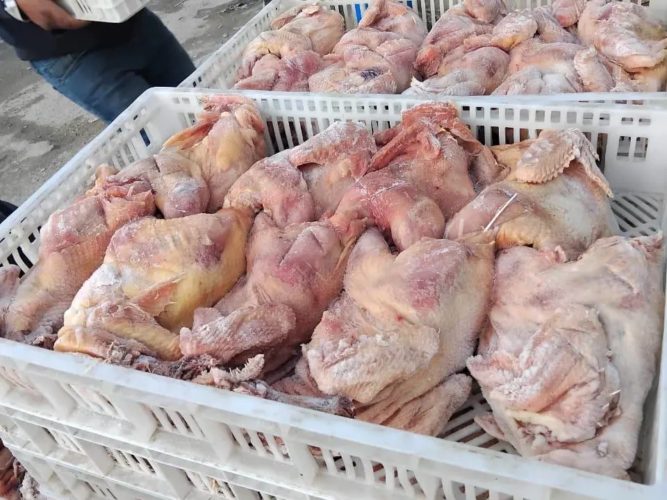 "مباحث التموين" برفح تضبط 29 طنًا من الدجاج المجمد مخالفًا للتسعيرة