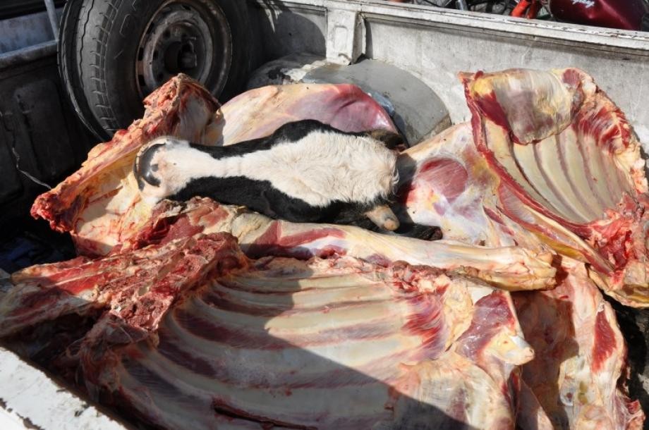 "فوضى الاستيراد" في غزة: خبير اقتصادي يحمّل الاحتلال مسؤولية دخول اللحوم الفاسدة