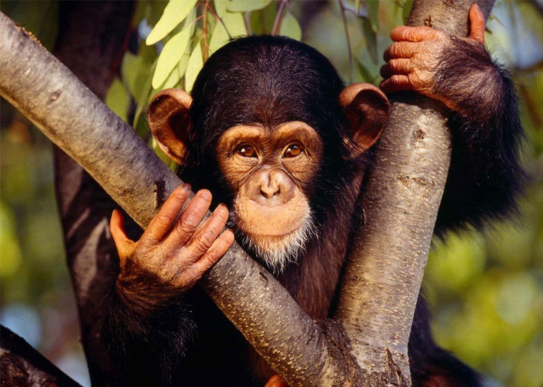 قرد شامبنزي