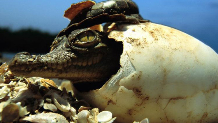 النمل الأحمر يفترس التماسيح