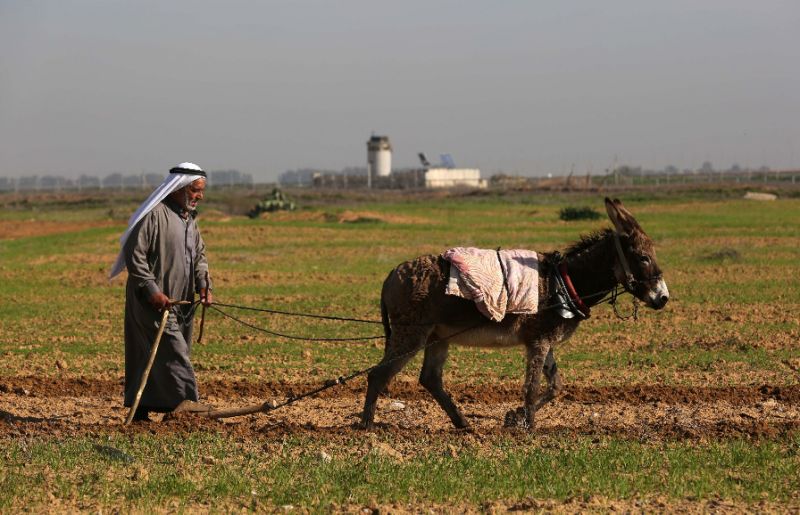 مزارع فلسطيني يعمل على الحدود 