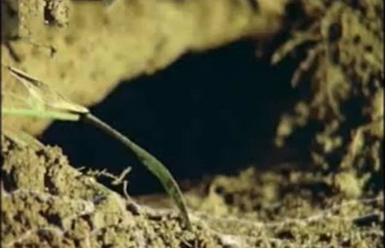  عنكبوت يلتهم أفعي ضخمة