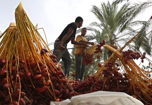 مزارع غزّي يجني البلح