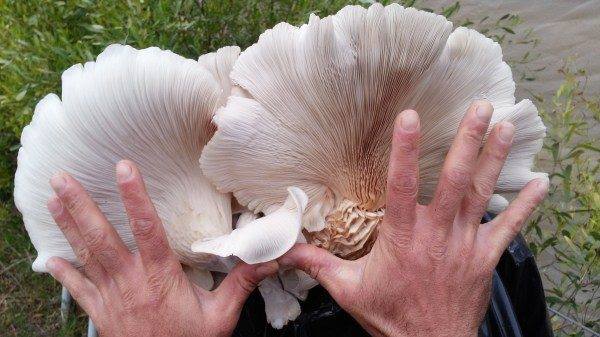 الثمرة العملاقة من فطر عيش الغراب