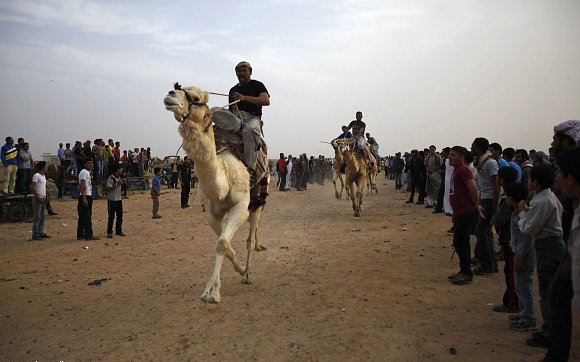 سباق الهجن (أرشيف)